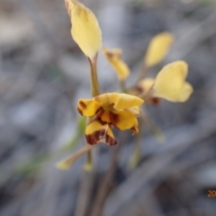 Diuris nigromontana (Black mountain leopard orchid) at Bruce, ACT - 14 Oct 2015 by jhr