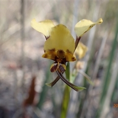 Diuris nigromontana at Point 5826 - 14 Oct 2015