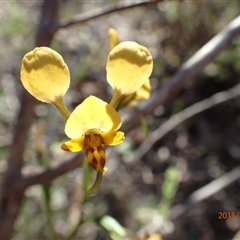 Diuris nigromontana at Point 5826 - 14 Oct 2015