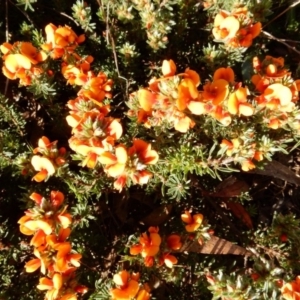 Pultenaea subspicata at Macgregor, ACT - 27 Oct 2015