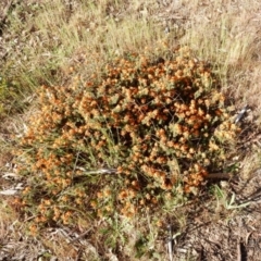 Pultenaea subspicata at Macgregor, ACT - 27 Oct 2015