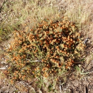 Pultenaea subspicata at Macgregor, ACT - 27 Oct 2015