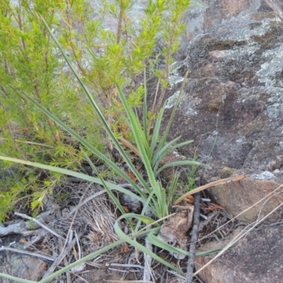 Dianella sp. aff. longifolia (Benambra) (Pale Flax Lily, Blue Flax Lily) at Greenway, ACT - 27 Oct 2015 by michaelb