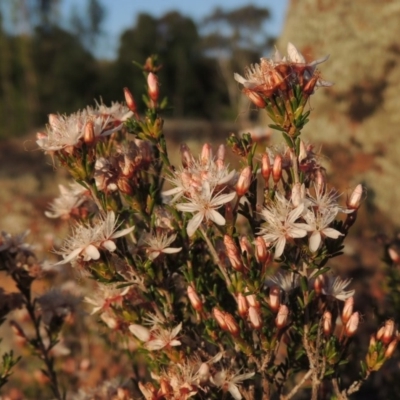 Calytrix tetragona (Common Fringe-myrtle) at Greenway, ACT - 27 Oct 2015 by MichaelBedingfield