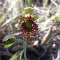 Calochilus paludosus (Strap Beard Orchid) at Black Mountain - 28 Oct 2015 by MattM