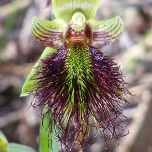 Calochilus paludosus at Acton, ACT - suppressed