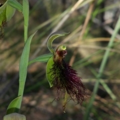 Calochilus paludosus at Acton, ACT - suppressed