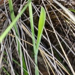 Calochilus paludosus at Acton, ACT - suppressed