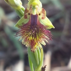 Calochilus montanus (Copper Beard Orchid) at Acton, ACT - 28 Oct 2015 by MattM
