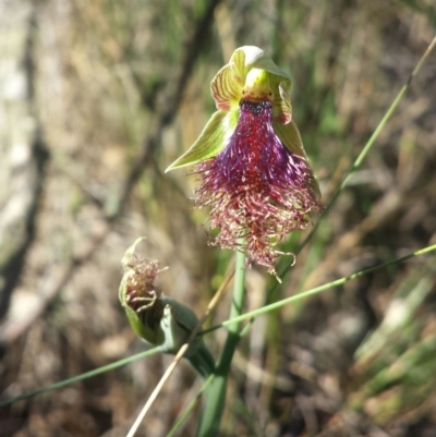 Calochilus platychilus (Purple Beard Orchid) at Canberra Central, ACT - 28 Oct 2015 by MattM