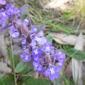 Ajuga australis at Mount Fairy, NSW - 25 Oct 2015