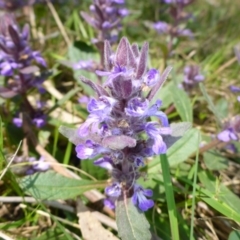 Ajuga australis at Mount Fairy, NSW - 25 Oct 2015