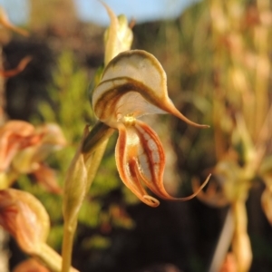 Oligochaetochilus hamatus at Greenway, ACT - suppressed