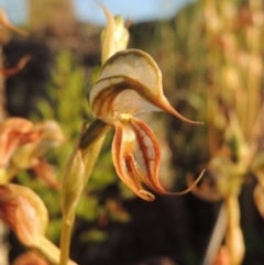 Oligochaetochilus hamatus (Southern Hooked Rustyhood) at Greenway, ACT - 27 Oct 2015 by michaelb