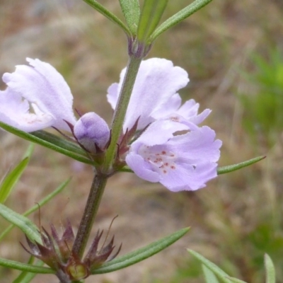 Westringia eremicola (Slender Western Rosemary) at Isaacs, ACT - 21 Oct 2015 by Mike