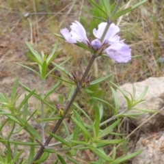 Westringia eremicola at Isaacs, ACT - 21 Oct 2015