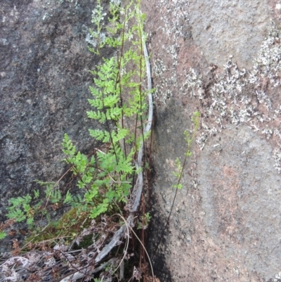 Cheilanthes sieberi (Rock Fern) at Greenway, ACT - 27 Oct 2015 by michaelb