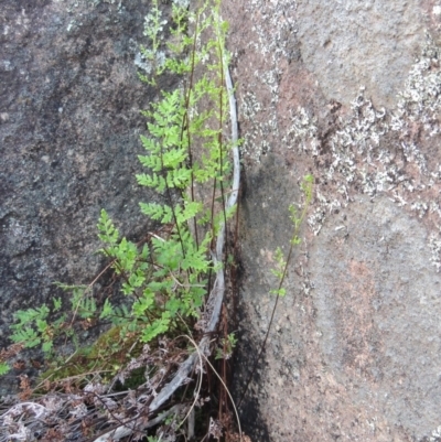 Cheilanthes sieberi (Rock Fern) at Greenway, ACT - 27 Oct 2015 by MichaelBedingfield