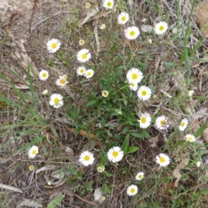 Erigeron karvinskianus at Isaacs, ACT - 20 Oct 2015 04:44 PM