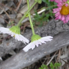 Erigeron karvinskianus at Isaacs, ACT - 20 Oct 2015 04:44 PM