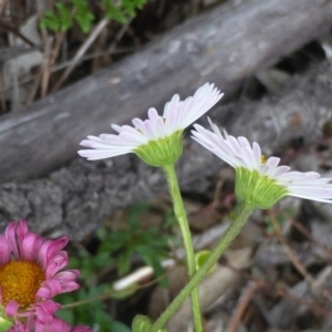 Erigeron karvinskianus at Isaacs, ACT - 20 Oct 2015