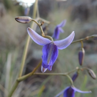 Dianella revoluta var. revoluta (Black-Anther Flax Lily) at Greenway, ACT - 27 Oct 2015 by MichaelBedingfield
