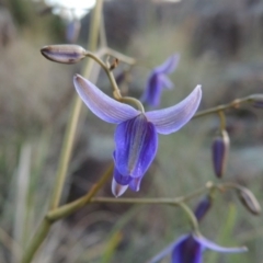 Dianella revoluta var. revoluta (Black-Anther Flax Lily) at Greenway, ACT - 27 Oct 2015 by michaelb