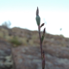 Thelymitra sp. (A Sun Orchid) at Greenway, ACT - 27 Oct 2015 by michaelb