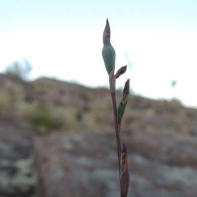 Thelymitra (Genus) (Sun Orchid) at Greenway, ACT - 27 Oct 2015 by MichaelBedingfield