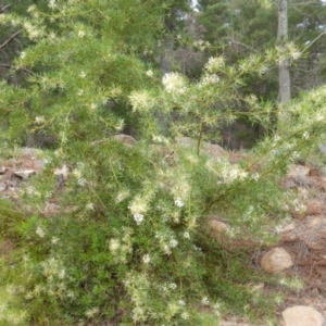 Grevillea curviloba at Isaacs, ACT - 20 Oct 2015