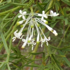 Grevillea curviloba at Isaacs, ACT - 20 Oct 2015 04:16 PM