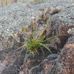 Carex breviculmis (Short-Stem Sedge) at Greenway, ACT - 27 Oct 2015 by MichaelBedingfield