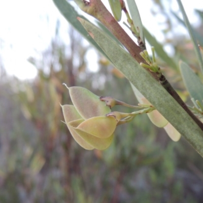 Daviesia mimosoides (Bitter Pea) at Greenway, ACT - 27 Oct 2015 by MichaelBedingfield
