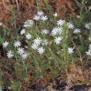 Stellaria pungens at Greenway, ACT - 27 Oct 2015