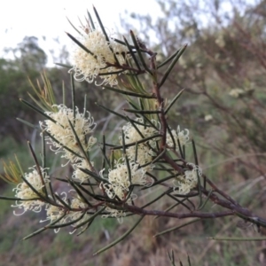 Hakea microcarpa at Greenway, ACT - 27 Oct 2015