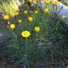 Xerochrysum viscosum (Sticky Everlasting) at Dryandra St Woodland - 28 Oct 2015 by ibaird