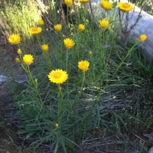 Xerochrysum viscosum at O'Connor, ACT - 28 Oct 2015 06:09 PM