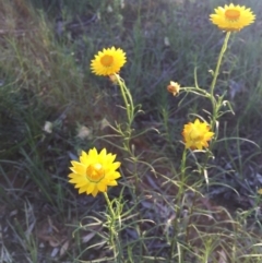 Xerochrysum viscosum at O'Connor, ACT - 28 Oct 2015 06:09 PM