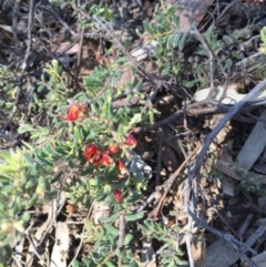 Grevillea alpina (Mountain Grevillea / Cat's Claws Grevillea) at O'Connor, ACT - 25 Oct 2015 by ibaird