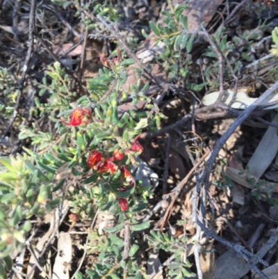 Grevillea alpina (Mountain Grevillea / Cat's Claws Grevillea) at O'Connor, ACT - 25 Oct 2015 by ibaird