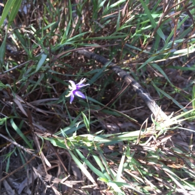 Stypandra glauca (Nodding Blue Lily) at Black Mountain - 25 Oct 2015 by ibaird