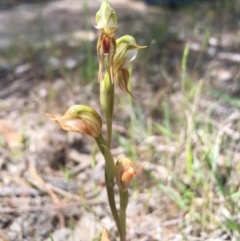 Oligochaetochilus aciculiformis (Needle-point rustyhood) at Tennent, ACT - 26 Oct 2015 by TobiasHayashi