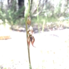 Oligochaetochilus hamatus (Southern Hooked Rustyhood) at Tennent, ACT - 25 Oct 2015 by TobiasHayashi