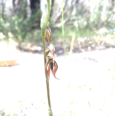 Oligochaetochilus hamatus (Southern Hooked Rustyhood) at Tennent, ACT - 26 Oct 2015 by TobiasHayashi