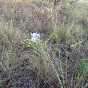 Linum marginale at Mitchell, ACT - 28 Oct 2015