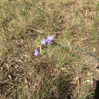 Linum marginale (Native Flax) at Mitchell, ACT - 28 Oct 2015 by NickiTaws