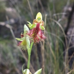Calochilus montanus (Copper Beard Orchid) at O'Connor, ACT - 29 Oct 2015 by MattM