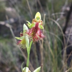 Calochilus montanus (Copper Beard Orchid) at Point 60 - 29 Oct 2015 by MattM