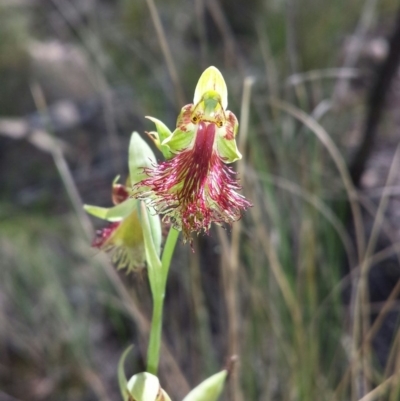 Calochilus montanus (Copper Beard Orchid) at O'Connor, ACT - 29 Oct 2015 by MattM