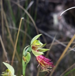 Calochilus montanus at Point 60 - suppressed